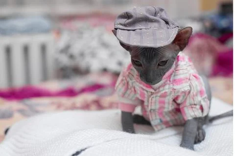 Sphynx kitten in clothes in a cap Stock Photos