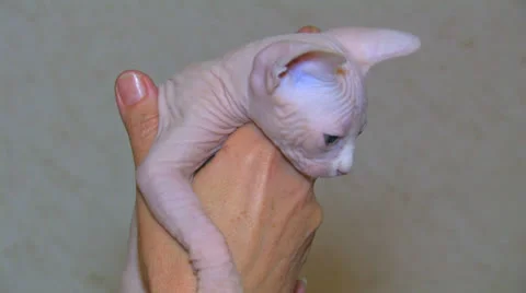 Sphynx kitten. Stock Footage 27093893