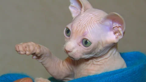 Sphynx kitten. Stock Footage 27094003
