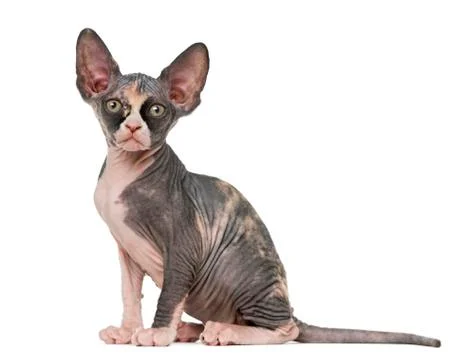 Sphynx kitten looking at the camera, isolated on white Stock Photos