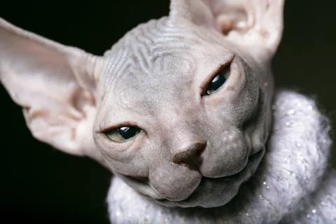 Sphynx kitten. Muzzle of a bald cat close-up. Stock Photos