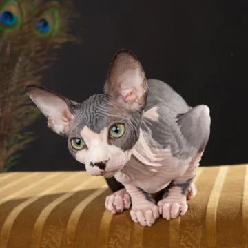 Sphynx kitten Stock Photos