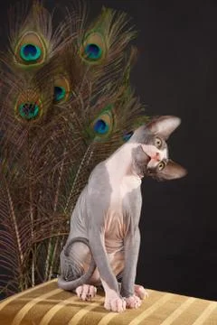 Sphynx kitten Stock Photos