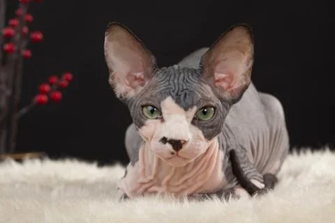Sphynx kitten Stock Photos
