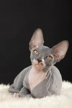 Sphynx kitten Stock Photos