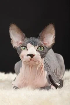 Sphynx kitten Stock Photos
