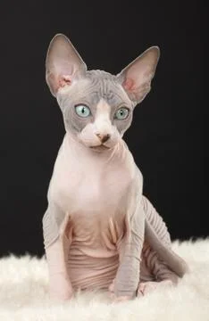 Sphynx kitten Stock Photos