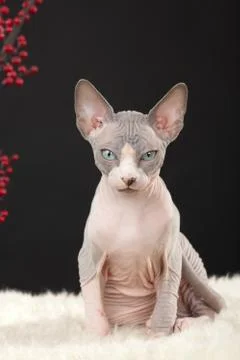 Sphynx kitten Stock Photos