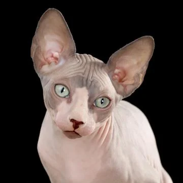 Sphynx kitten Stock Photos