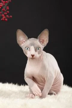 Sphynx kitten Stock Photos