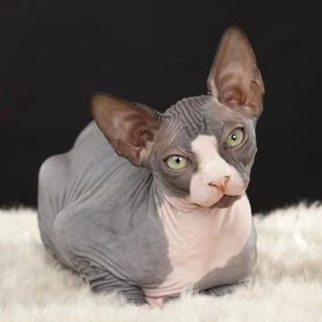 Sphynx kitten Stock Photos