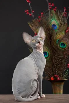 Sphynx kitten Stock Photos