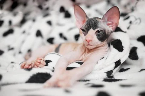 Sphynx kitten sleeps on a light background, copy space Stock Photos