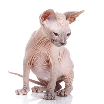 Sphynx kitten on white background Foto stock