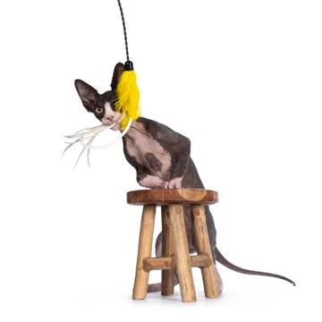 Sphynx kitten on white background Stock Photos
