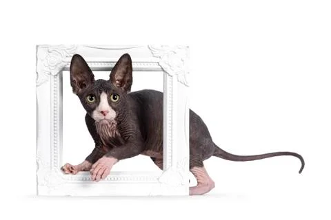 Sphynx kitten on white background Stock Photos