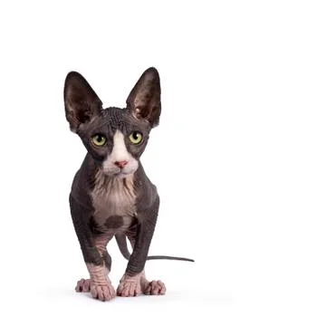 Sphynx kitten on white background Stock Photos