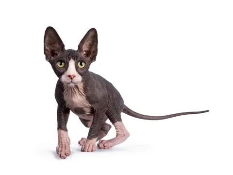 Sphynx kitten on white background Stock Photos