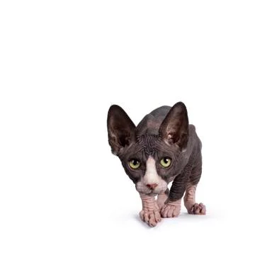 Sphynx kitten on white background Stock Photos