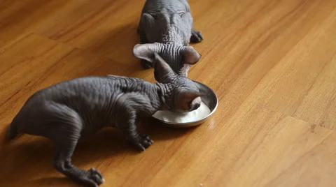 Sphynx Kittens eat Vídeo Stock 52012924
