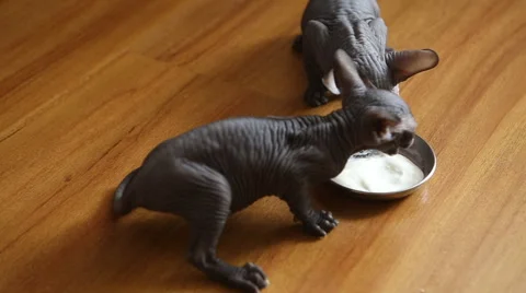 Sphynx Kittens eat Vídeos de archivo 52013236