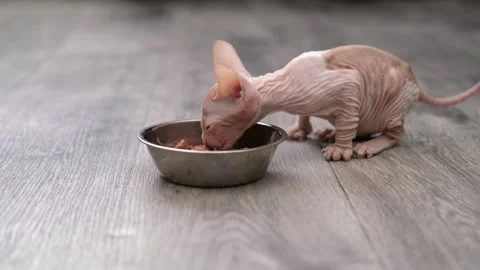 Sphynx kittens on light background Stock-Footage 268993417