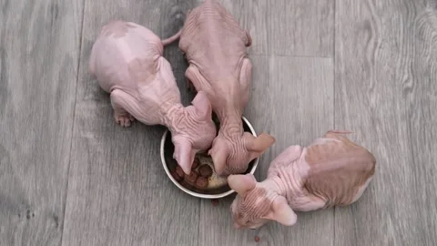 Sphynx kittens on light background Stock Footage 268993701