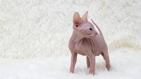 Sphynx kittens on light background Video stock 268994075