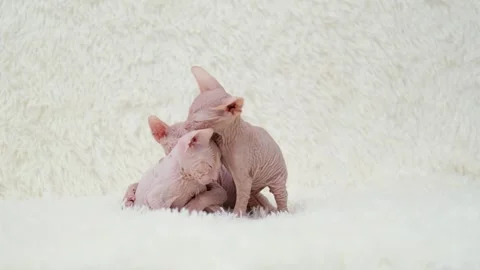 Sphynx kittens on light background 스톡 동영상 268994844