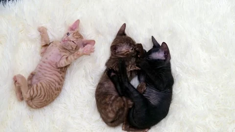 Sphynx kittens on light background Video stock 268995669