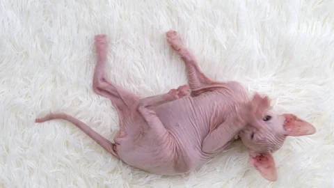 Sphynx kittens on light background Stock Footage 268996599