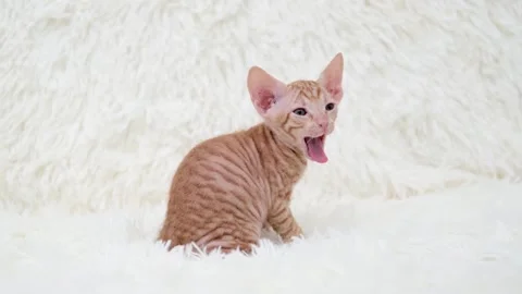Sphynx kittens on light background Stock Footage 268996807