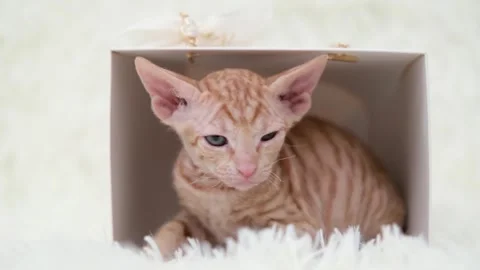 Sphynx kittens on light background 스톡 동영상 268997096