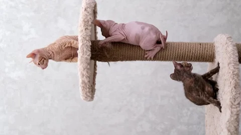 Sphynx kittens on light background Video stock 268997284