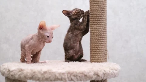Sphynx kittens on light background Video stock 268997585