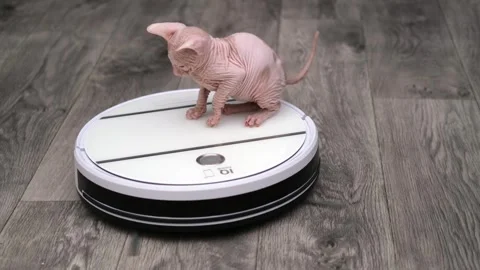 Sphynx kittens on light background Stockbeeldmateriaal 268997828