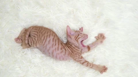 Sphynx kittens on light background Video stock 268998245