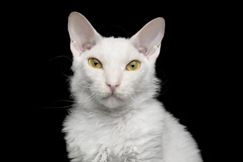 Sphynx Looking in camera Isolated on Black Stock Photos