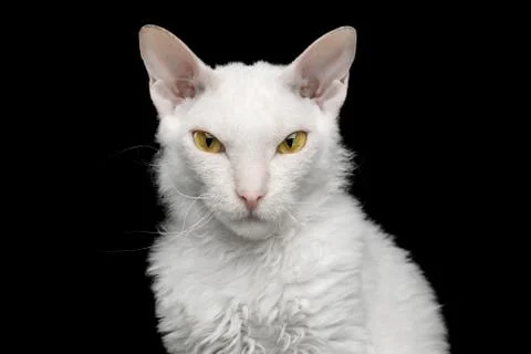 Sphynx Looking in camera Isolated on Black Stock Photos
