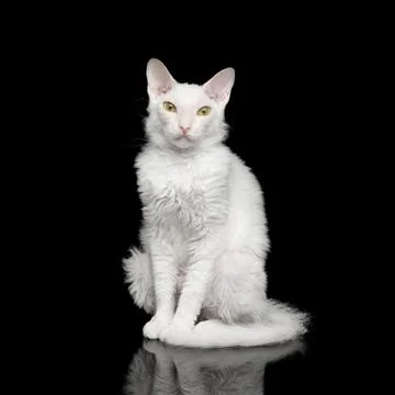 Sphynx Looking in camera Isolated on Black Stock Photos