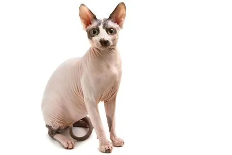 Sphynx 스톡 사진