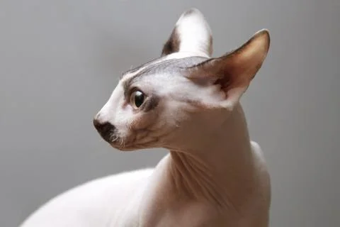Sphynx 스톡 사진