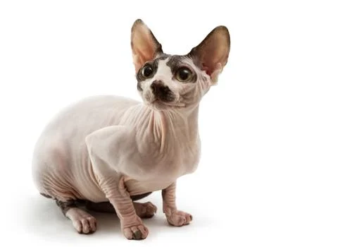 Sphynx 스톡 사진
