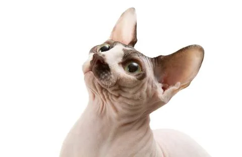 Sphynx Foto stock