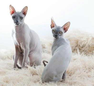 Sphynx on white Stock Photos