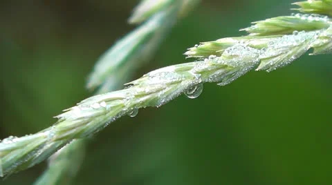 Spica 動画素材 24825593