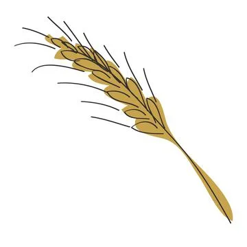 Spica of grain rye Stock Illustration
