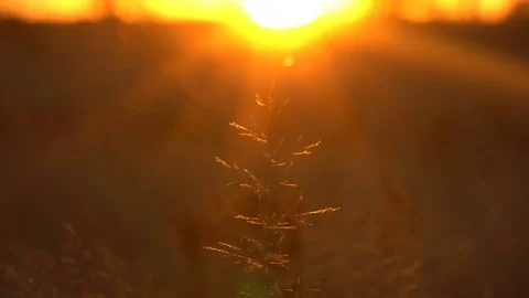 Spica on sunset field Stock Footage 69807778