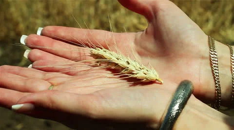 Spica of Wheat Vídeos de archivo 25842400
