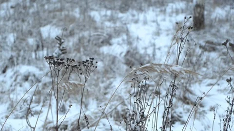 Spica in a wind Stock Footage 122505734